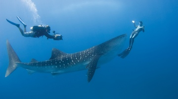 Дайвинг-сафари на Мальдивах или во сколько обойдется свидание с китовой акулой